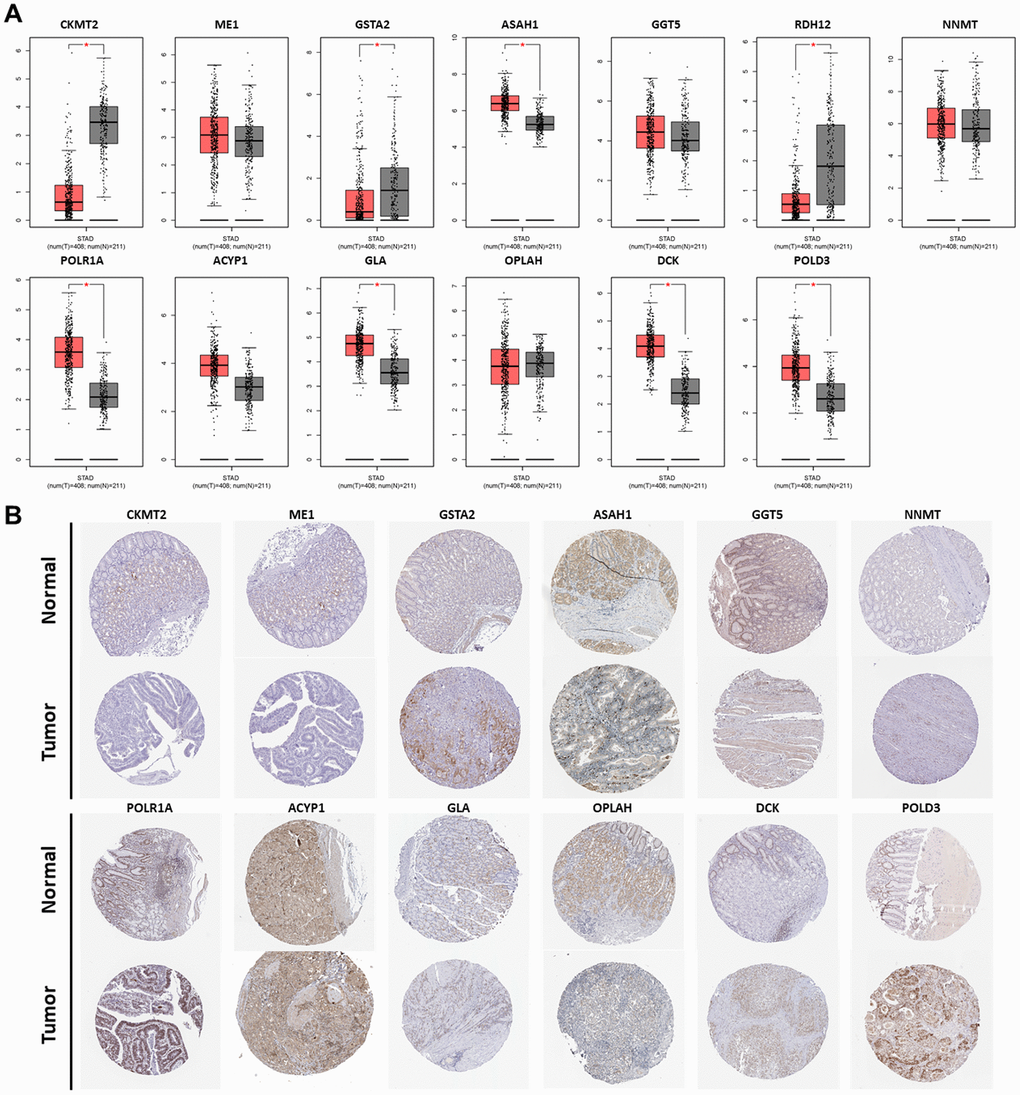 Expression of the PDEMRGs. (A) The mRNA expression levels of the PDEMRGs in GC and normal gastric tissue (*P B) The representative protein expression of the PDEMRGs in GC and normal gastric tissue.