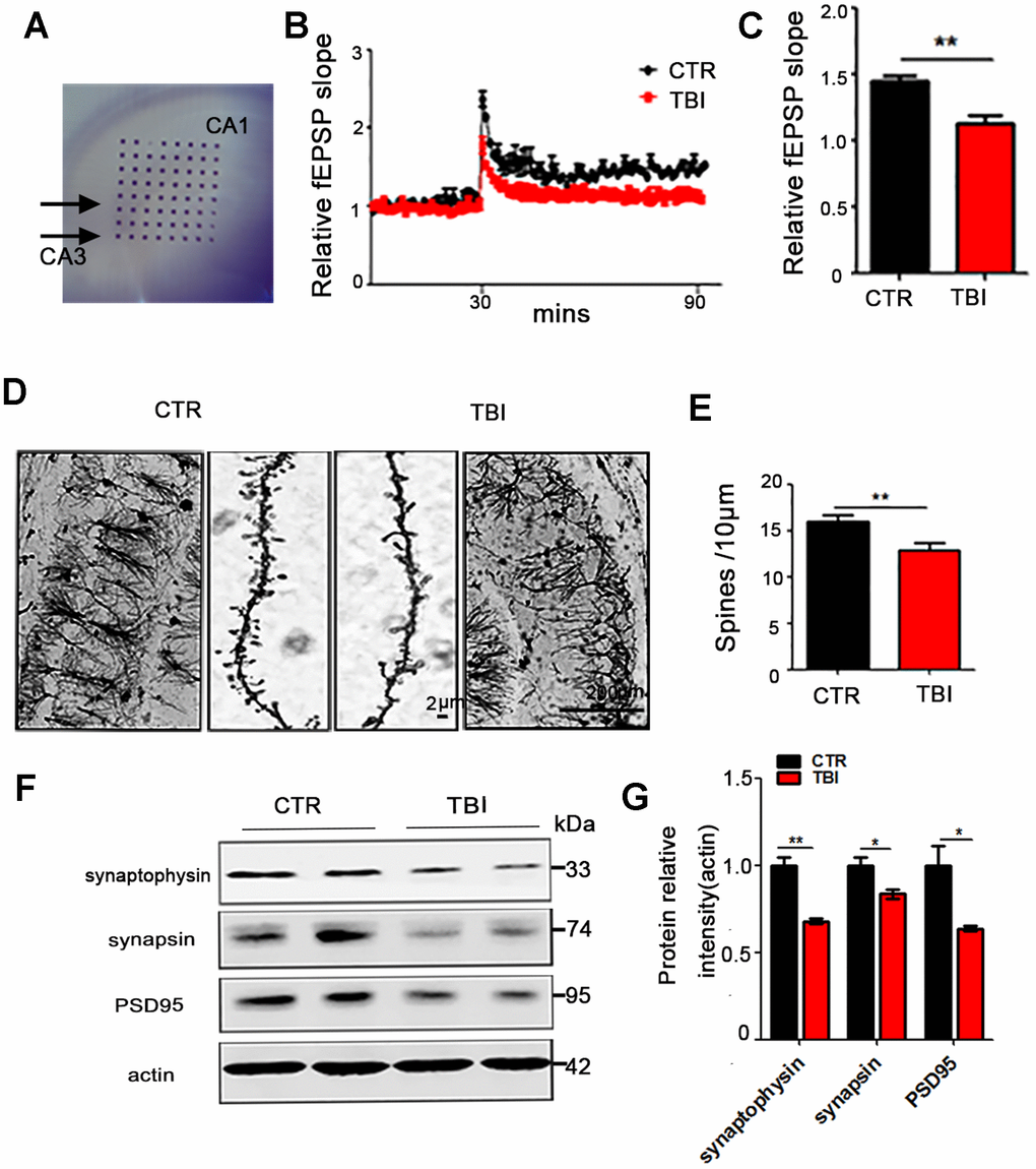 Traumatic brain injury led to synaptic dysfunction. (A–C) Hippocampal CA3-CA1 LTP and its quantification (A) were recorded by using the MED64 system. Normalized CA3-CA1 fEPSP mean slope recorded from the CA1 dendritic region in hippocampal slices (B, C). (D, E) Representative dendritic spines of neurons from Golgi impregnated hippocampus (D) and averaged spine density (E) (mean spine number per 10 μm dendrite segment) were measured. Scale bar in left and right lower bar = 200 μm, bar in the middle panel = 2 μm. (F, G) Brain tissues from hippocampus were homogenized, and synaptic protein levels were detected by immunoblotting. n=3. p value significance is calculated from a one-way ANOVA, data are represented as mean ± SEM, *p p vs control group.