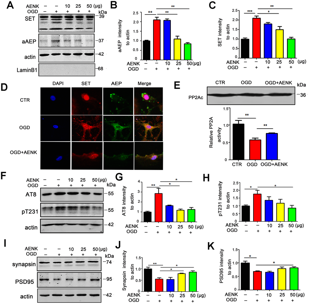 AENK blocked SET cytoplasmic retention induced by Oxygen-glucose deprivation (OGD), thereby reducing tau phosphorylation and alleviating the loss of synaptic proteins in hippocampal neurons. (A–C) Oxygen-glucose deprivation was induced for 12 hours to mimic brain acidification environment. Western blotting (A) show that aAEP (molecular weight at 36KD) level was significantly increased in OGD group (B) and SET is retained in the cytoplasm(C). (D) Rat primary hippocampal neurons (DIV7) were incubated with AEP inhibitor/AENK 25 μg for 12 hours following OGD and immunofluorescence staining of SET (red) and AEP (green) were evaluated. (E) Primary hippocampal neurons PP2A level and activity were tested. (F–H) Western blotting (F) showed that in the OGD+AENK group the tau levels of AT8 (G), pT231 (H) were significantly reduced compared with the OGD group. (I–K) Synaptic proteins were measured (I): pre-synaptic proteins synapsin (J) and postsynaptic proteins PSD95 (K). n=3. p value significance is calculated from a one-way ANOVA or two-way ANOVA, data represent mean ± SEM. *p p p vs OGD group.