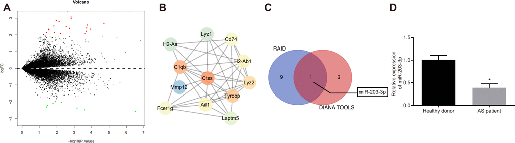The elevation of Ctss and decline of miR-203-3p are identified in AS. (A) The volcanic map of DEGs between from GSE56143 with -log10 logarithm of p value as the abscissa and logFC multiple as the ordinate, and |logFC| > 2 as threshold, where 19 genes are up-regulated and indicated as red, and 7 genes are down-regulated and indicated as green. (B) Protein interaction map of DEGs in which the brighter color indicates the higher core level. (C) Online prediction of miRNAs that target Ctss. (D) miR-203-3p expression in DCexs determined by RT-qPCR. *p vs. the healthy volunteers. Statistical data were measurement data, and described as mean ± standard deviation. The paired t test was used for comparison between two groups. n = 76 for AS patients, while n = 49 for healthy volunteers.