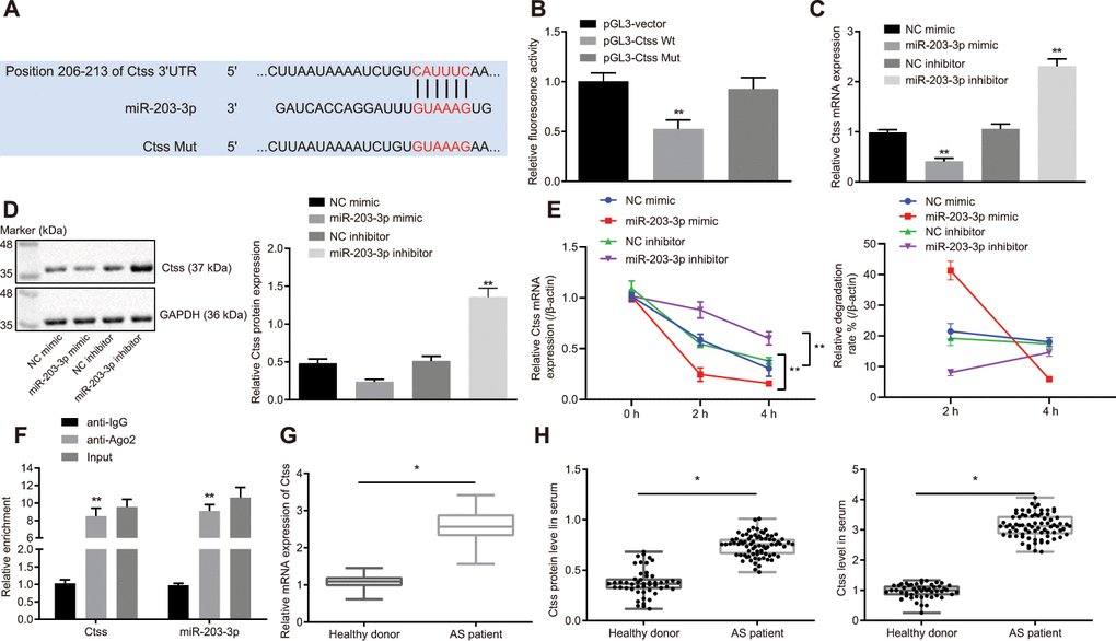 Validation of the relationship between miR-203-3p and Ctss. (A) TargetScan prediction of miR-203-3p-Ctss binding sites. (B) The binding of miR-203-3p to Ctss confirmed by dual-luciferase reporter gene assay. (C) mRNA expression of Ctss in BMDMs treated with miR-203-3p mimic determined by RT-qPCR. (D) The protein expression of Ctss in BMDMs treated with miR-203-3p mimic determined by Western blot analysis (50 μg protein was loaded). (E) mRNA stability of Ctss following miR-203-3p mimic and miR-203-3p inhibitor evaluated using RNA degradation experiment. (F) The binding of miR-203-3p and Ctss detected using RIP assay. Ago2 antibody was used for immunoprecipitation of the RNA-induced silencing complex (Ago2-RISC) in BMDMs (Input: total sample before co-immunoprecipitation treatment). IgG was employed as a negative control and β-actin was used as an internal control. (G) Relative mRNA expression of serum Ctss detected by RT-qPCR (Relative quantification based on the expression of healthy population). (H) Protein expression of serum Ctss detected by ELISA. *p vs. healthy persons. ** p t test was used for comparisons between two groups. The one-way analysis of variance was adopted for comparisons among multiple groups, followed by Tukey’s post hoc test. The experiment was repeated 3 times independently.