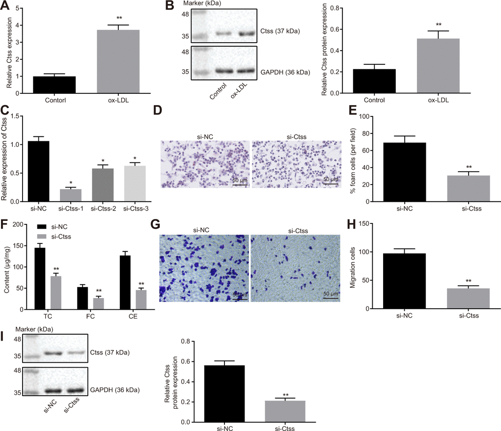 Ctss affects BMDM expression of atherosclerotic phenotype. (A) The mRNA expression of Ctss in BMDMs after 24-h treatment with ox-LDL determined by RT-qPCR. (B) The protein expression of Ctss in BMDMs after 24-h treatment with ox-LDL determined by Western blot analysis. (C) Silencing efficiency of Ctss after 24-h treatment with ox-LDL and different siRNA detected by RT-qPCR. (D–E) The proportion of foam cells in BMDMs treated with si-Ctss by oil red O staining (200 ×) (Five visual fields were randomly read and photographed, and the mean value was obtained. Each experiment was repeated three times). (F) Serum TC, FC and CE levels in BMDMs treated with si-Ctss determined by ELISA. (G, H) BMDM migration in response to the treatment of si-Ctss evaluated by Transwell assay (200 ×) (Five visual fields were randomly read and photographed, and the mean value was obtained. Each experiment was repeated three times). (I) Ctss protein expression in BMDMs in response to the treatment of si-Ctss evaluated by western blot analysis. **p vs. the BMDMs treated with NC mimic, si-NC or without treatment. Statistical data were measurement data, and described as mean ± standard deviation. The paired t test was used for comparisons between two groups. The one-way analysis of variance was adopted for comparisons among multiple groups, followed by Tukey’s post hoc test. The experiment was repeated 3 times independently.