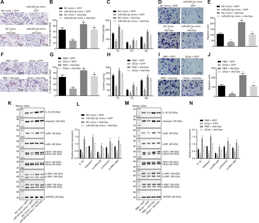 The miR-203-3p/Ctss/p38/MAPK axis mediates the progression of AS in vitro. BMDMs were treated with NC mimic or miR-203-3p in the presence of green-fluorescent protein (GFP) or rAd-Ctss. (A, B) The proportion of foam cells in BMDMs by oil red O staining (200 ×). (C) Serum TC, FC and CE levels determined by ELISA. (D, E) BMDM migration evaluated by Transwell assay (200 ×). BMDMs were treated with PBS or DCexs in the presence of GFP or rAd-Ctss. (F, G), The proportion of foam cells in BMDMs by oil red O staining (200 ×). (H) Serum TC, FC and CE levels determined by ELISA. (I, J) BMDM migration evaluated by Transwell assay (200 ×). (K, L) Protein expression of genes related to the p38/MAPK signaling pathway tested by Western blot analysis in response to the treatment of NC mimic or miR-203-3p in the presence of green-fluorescent protein (GFP) or rAd-Ctss. (M, N) Protein expression of genes related to the p38/MAPK signaling pathway tested by Western blot analysis in response to the treatment of PBS or DCexs in the presence of GFP or rAd-Ctss. The results for the inflammation-related proteins IL-1β and caspase 1 were derived from additional independent experiments. *p vs. the BMDMs treated with NC mimic or PBS plus GFP. #p vs. the BMDMs treated with miR-203-3p mimic or DCex plus GFP, or NC mimic or PBS plus rAd-Ctss. Statistical data were measurement data, and described as mean ± standard deviation. The one-way analysis of variance was adopted for comparisons among multiple groups, followed by Tukey’s post hoc test. The experiment was repeated 3 times independently.