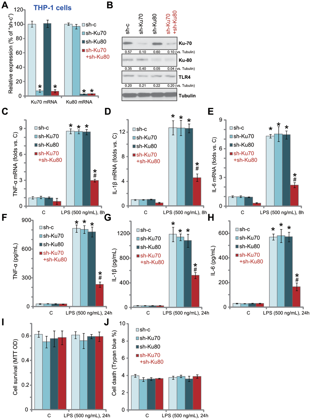 In human macrophages Ku70 plus Ku80 double knockdown inhibits LPS-induced production of pro-inflammatory cytokines. THP-1 human macrophages were transduced with Ku70 shRNA lentivirus (“sh-Ku70”) and/or Ku80 shRNA lentivirus (“sh-Ku80”), control cells were treated with scramble control shRNA lentivirus (“sh-c”), stable cells were established following puromycin selection, mRNA and protein expression of listed genes were tested by qPCR (A) and Western blotting (B); Cells were treated with LPS (500 ng/mL) or vehicle control (“C”) for indicated time, mRNA expression (C–E) and protein contents in the culture medium (F–H) of listed pro-inflammatory cytokines (TNF-α, IL-1β and IL-6) were tested by qRT-PCR and ELISA assays; Cell survival and death were tested by MTT (I) and Trypan blue staining (J), respectively. Expression of listed proteins was quantified, normalized to the loading control (B). Data were expressed as mean ± standard deviation (SD, n=5). *pvs. “C” treatment of “sh-c” cells. #p