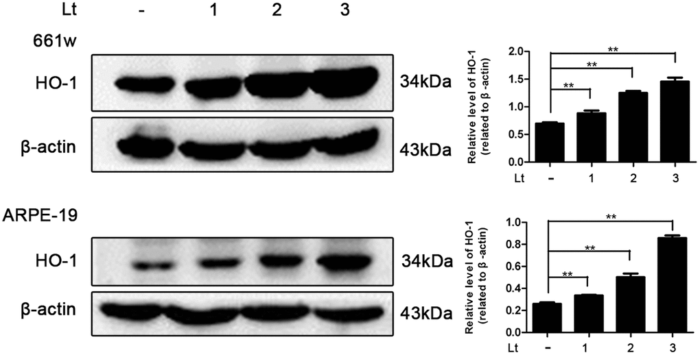 Light exposure increases the level of HO-1 in photoreceptors and RPEs. 661W cells/ARPE-19 cells were cultured in dark conditions or exposed to 1500 Lux light for 1–3 days. The level of HO-1 protein in the whole cell lysate was determined with western blotting, and β-actin was referenced as an internal control. Three independent experiments are conducted two weeks apart. The results are presented as the mean± SEM. n (per group) =3, **P 