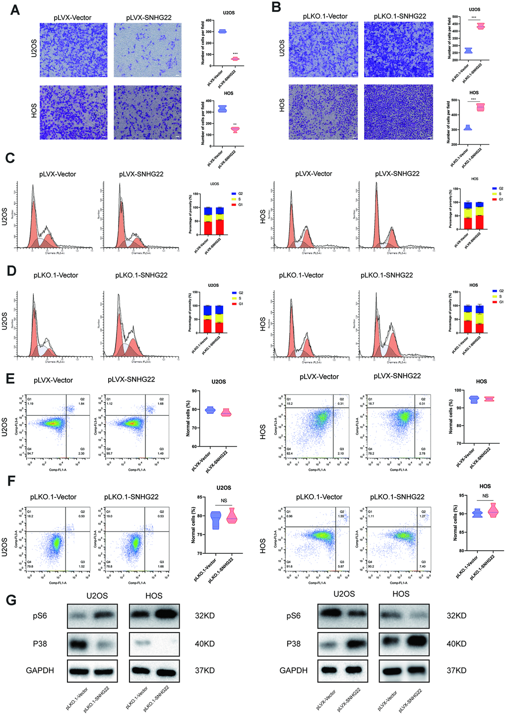 SNHG22 induced cell cycle arrest and influenced the invasion of OS cells. (A, B) Representative images of invading cells in the PLVX-SNHG22, PLVX-VECTOR, PLKO.1-VECTOR and PLKO.1-SNHG22 groups. The number of invading cells is shown in the violin plot. n=5; **P***Pt test. Scale bar: 200 μm. (C, D) The cell cycle was measured by flow cytometry. The ratio of cells in the G1 phase increased with the overexpression of SNHG22. SNHG22 silencing significantly inhibited cell cycle progression which was arrested in the G1 phase. (E, F) Apoptosis assays were performed by flow cytometry. Representative images of the ratio of normal OS cells, early apoptotic OS cells, late apoptotic OS cells and dead OS cells are shown. The ratio of normal OS cells was not significantly different. (G) Protein expression level of pS6 and p38 was measured by western blot.