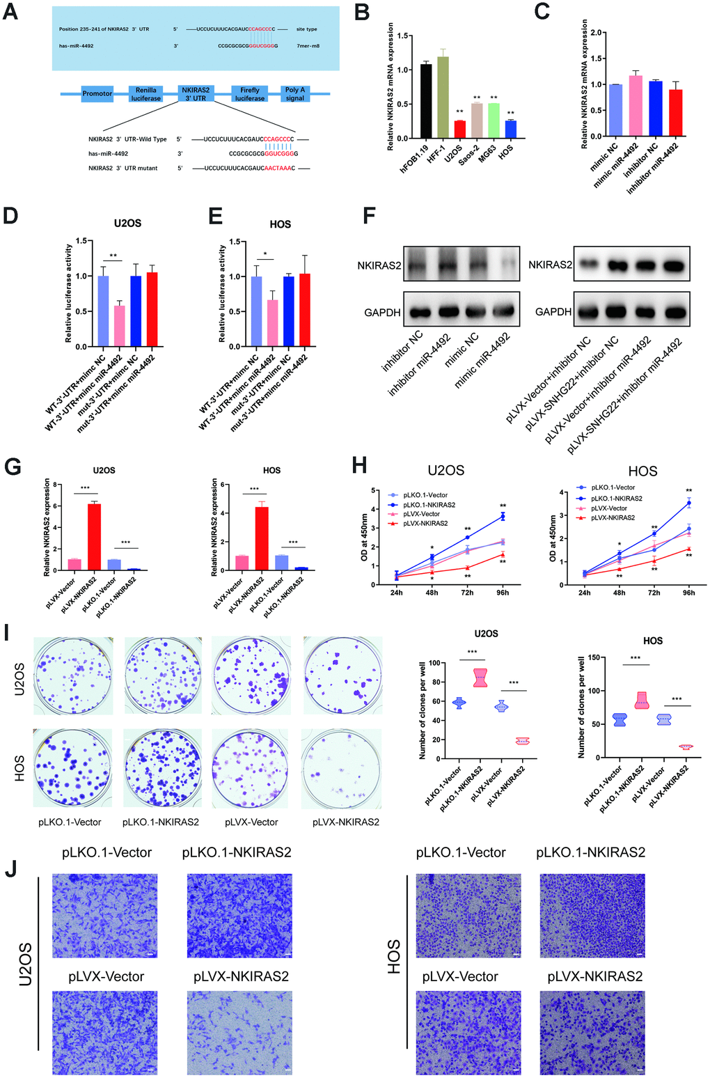 NKIRAS2 was directly targeted by miR-4492 in OS cells. (A) The miR-4492 was predicted to bind to the NKIRAS2 3′-UTR by Targetscan. Plasmids containing mutant or putative NKIRAS2 3'-UTR-luciferase reporters were transfected into U2OS and HOS cells. (B) The qRT-PCR confirmed the decreased expression of NKIRAS2 in OS cell lines. Results are shown as means±SD. n=5; **Pt-test. (C) The expression of NKIRAS2 in mimic NC, mimic miR-4492, inhibitor NC and inhibitor miR-4492 groups was measured by qRT-PCR. n=5. (D, E) Luciferase activity in U2OS and HOS cells was detected and is shown as mean±SD. n=5; *P**Pt-test. (F) Proteins were extracted from OS cells and the expression level of NKIRAS2 was analyzed by western blot. (G) qRT-PCR measured the transfection efficiency of NKIRAS2 in U2OS and HOS cells. n=5; ***Pt-test. (H) Cell viability of OS cells was assessed by CCK-8 assays. n=5; * PI) Colony formation by HOS and U2OS cell lines was inhibited by the overexpression of NKIRAS2 and was obviously enhanced by NKIRAS2 silencing. The number of clones was shown in the violin plot. n=5; **P***Pt-test. (J) Representative images of invading OS cells. Scale bar: 200 μm.