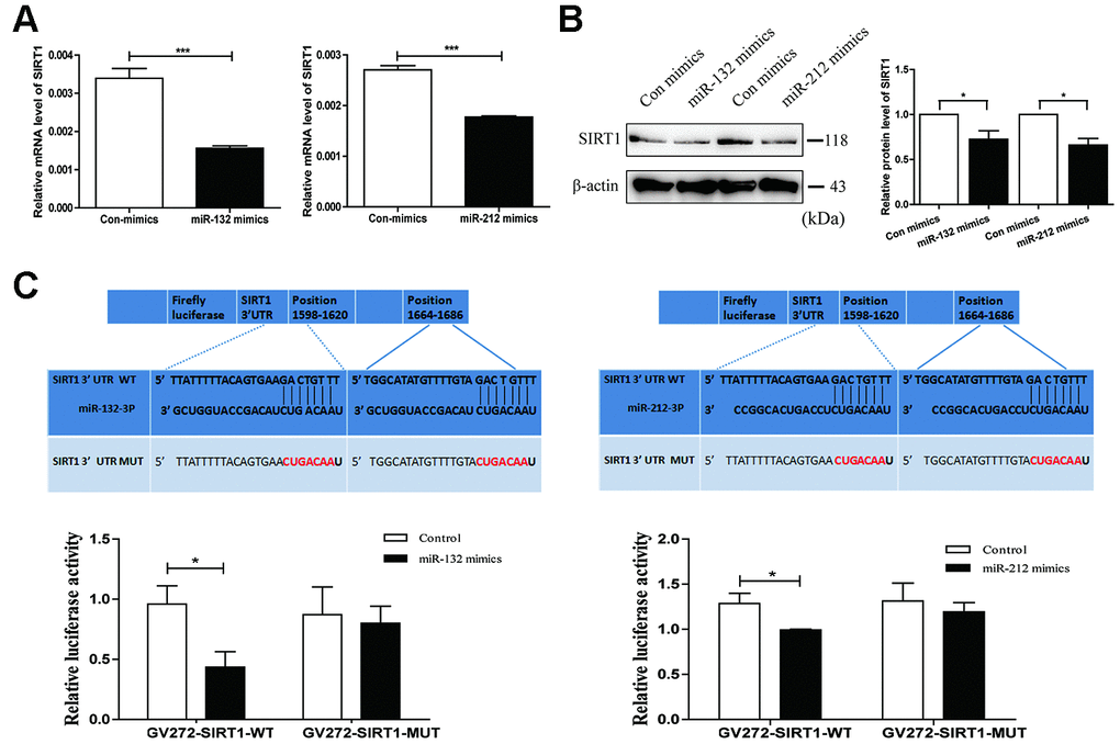 SIRT1 is a direct target gene of miR-132 and 212. (A and B) qRT-PCR and western blot analysis validated respectively mRNA and protein levels of SIRT1 after transfection with miR-132/212 mimics (or Con mimics) in HT29 cell line. Mean ± SD. n = 3, *P C) The binding sites within wild type or mutant SIRT1 3’UTR and miR-132 and miR-212. The luciferase activity of wild type or mutant SIRT1 3’UTR after transfection with miR-132 or miR-212 mimics was assessed by dual luciferase reporter assay in HT29 cell line. Con, control.