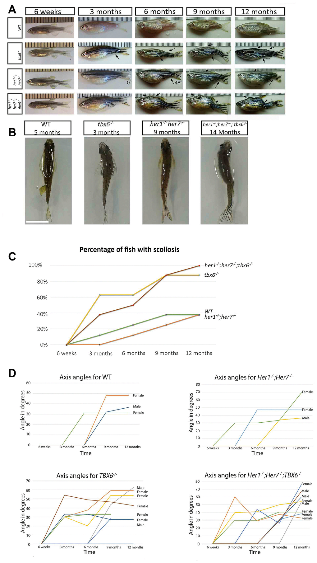 Clock segmentation mutants develop adult scoliosis. (A) Representative time lapse images of individuals from each genotype over the period from 6 weeks to 12 months, allowing to track the development of scoliosis (arrow). Mutant individuals have already mild signs of scoliosis at 3 months, while wild type exhibit the first indication of deviation from the body axis at 6 months. In the her1-/-; her7-/- individual at 3 and 6 months is an exemplary depiction of how scoliosis measurements were carried out. (B) Dorsal view of the different genotypes, showing an S body shape characteristic for scoliosis. (C) Graphical representation of the percentage of fish developing scoliosis over time, reaching 100% in the triple mutants and 83% in the tbx6-/- at the end point. In the wild type and in the her1-/-; her7-/- mutants only 38% presented scoliosis. (D) Measurements of axis angles in different individuals at different time points during virtual time-lapse. Only the individuals with an angle of deviation from the body axis are shown in the graph, none bended individuals have an angle of zero. Different line colours represent individual fish. Between 9 and 12 months, two wild type fish (1 with scoliosis and 1 without scoliosis), one her1-/-; her7-/- (with scoliosis) and two tbx6-/- (both with scoliosis) had to be sacrificed. After the individual was removed, it was still counted as bended or normal in the 12-month quantification. Note: the angle can decrease or increase depending on how the angle of deviation from the body axis develops over time in the individual. The ruler in section A serves as a scale bar, the space between two successive lines marks one millimetre. The scale bar in section B represents 1 cm.