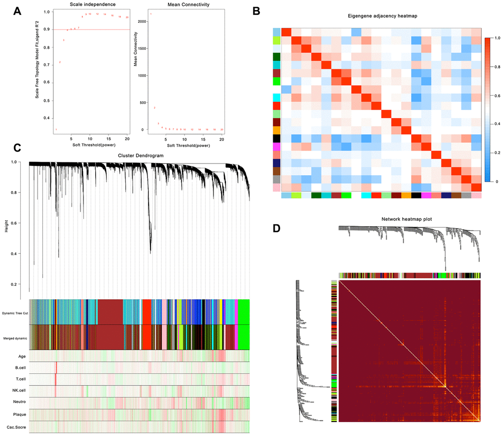 Weighted gene co-expression network analysis. (A) Analysis of network topology for various soft-thresholding powers. (B) Relationship among all the modules. (C) Clustering dendrogram of genes. Gene clustering tree (dendrogram) obtained by hierarchical clustering of adjacency-based dissimilarity. (D) Heatmap of the topological overlap in the gene network.