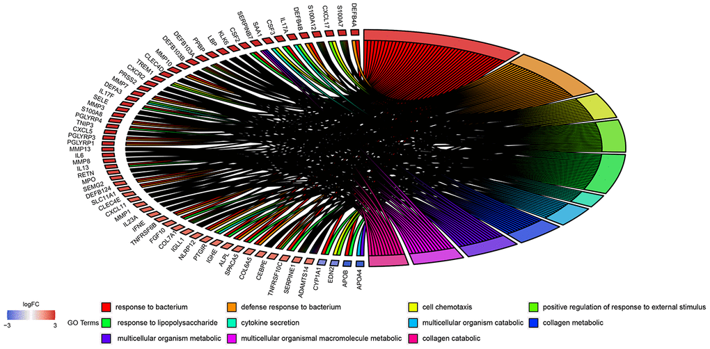 GO enrichment analysis of 908 DEGs. Genes are listed at the left side. Up-regulated genes are in red color, and down-regulated genes are in blue color conversely. The ligated bands between left and right side indicate that DEGs are related to the GO terms.