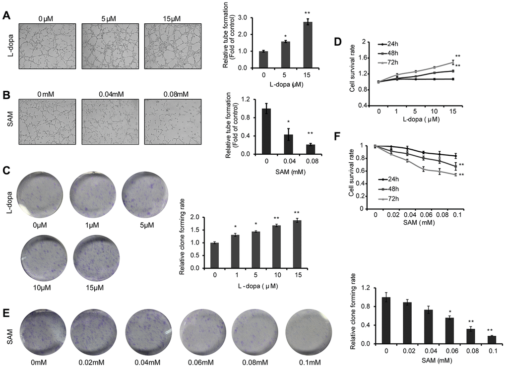 L-dopa and SAM treatment shows opposing effects on the angiogenesis and cell proliferation. (A and B) After treatment with the indicated concentrations of L-dopa or SAM for 24 h, endothelial tube formation was assessed using light microscopy. The average number of microtubules in 3 random horizons was analyzed using ImageJ software. (C) Cells were treated with L-dopa for 24 h and were incubated for another 2 weeks before fixation, staining and colony quantification. Clonogenic assays were performed in triplicate. (D) CCK-8 assay was using to evaluate the effect of L-dopa on the cell viability. (E) Colony formation assays show the effect of SAM on primary HUVECs. The quantitative results shown of three independent experiments are the mean ± SD. (F) CCK-8 assay was used to evaluate the effect of SAM on the cell viability. The asterisk (* or **) indicates a significant (p 