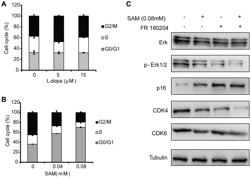 Effects of SAM on the cell cycle distribution in Primary-HUVECs. (A) Upon treatment with SAM at 0.04 mM and 0.08 mM for 24 h, the cell-cycle progression of primary HUVECs was analyzed by flow cytometry. (B) Flow cytometry was used to assess the cell cycle in primary HUVECs treated by L-dopa at 5 μM and 15 μM for 24 h. (C) Cell cycle-related proteins (CDK4/6 and p16) were determined using western blot analysis. α-Tubulin was used for the loading control. The quantitative results shown of three independent experiments are means ± SD.