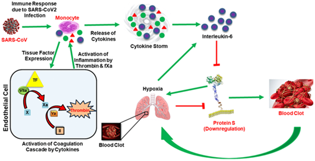 In the presence of the SAR-COV2 virus, early response proinflammatory cytokines (IL-6, TNFα, IL-1β etc.) are induced and activate the coagulation cascade by stimulating tissue factor (TF) expression from monocytes. The presentation of tissue factor leads to the formation of thrombin by the TF-VIIa pathway. Thrombin produces clots, and clots get wedged into arteries in the lungs and cause thrombotic complications and hypoxia. Hypoxia also induces IL-6. Simultaneously, thrombin augments inflammation and accelerates the production of proinflammatory cytokines, termed ‘cytokine storm’. Both cytokine storm and hypoxia downregulate Protein S, leading to coagulopathy. Green arrows represent upregulation and red blockage represent downregulation.