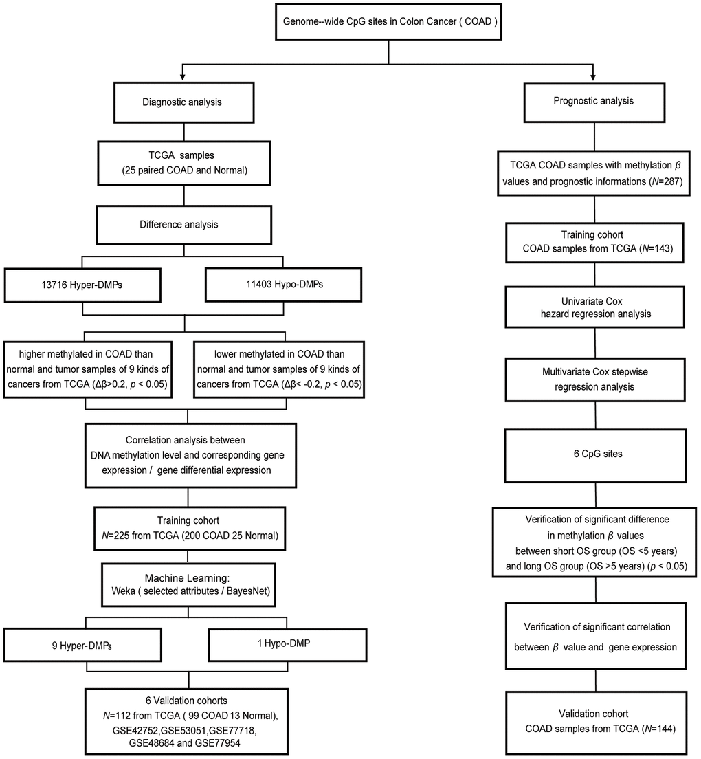 Workflow diagram for biomarker screening and model construction. The DNA methylation levels of genome-wide CpG sites were used to screen biomarkers and construct diagnostic and prognostic models of COAD. Left side: diagnostic biomarker selection and COAD-specific diagnostic model construction. Conditional screening and machine learning using the selected attributes and BayesNet functions of WEKA were performed to obtain the final nine Hyper-DMPs and one Hypo-DMP as potential biomarkers in the training cohort from TCGA (including 200 COAD and 25 normal samples). BayesNet was used to evaluate the COAD-specific diagnostic model based on these DMPs in the validation cohort from TCGA (including 99 COAD and 13 normal samples) and five independent GEO cohorts (GSE42752, GSE53051, GSE77718, GSE48684 and GSE77954). Right side: prognostic biomarker selection and COAD prognostic model construction. Univariate Cox hazard regression analysis and multivariate Cox stepwise regression analysis were applied to 143 TCGA COAD samples as the training cohort to obtain six CpG sites as potential biomarkers. The prognostic model based on these six CpG sites was evaluated using 144 TCGA COAD samples as the validation cohort.