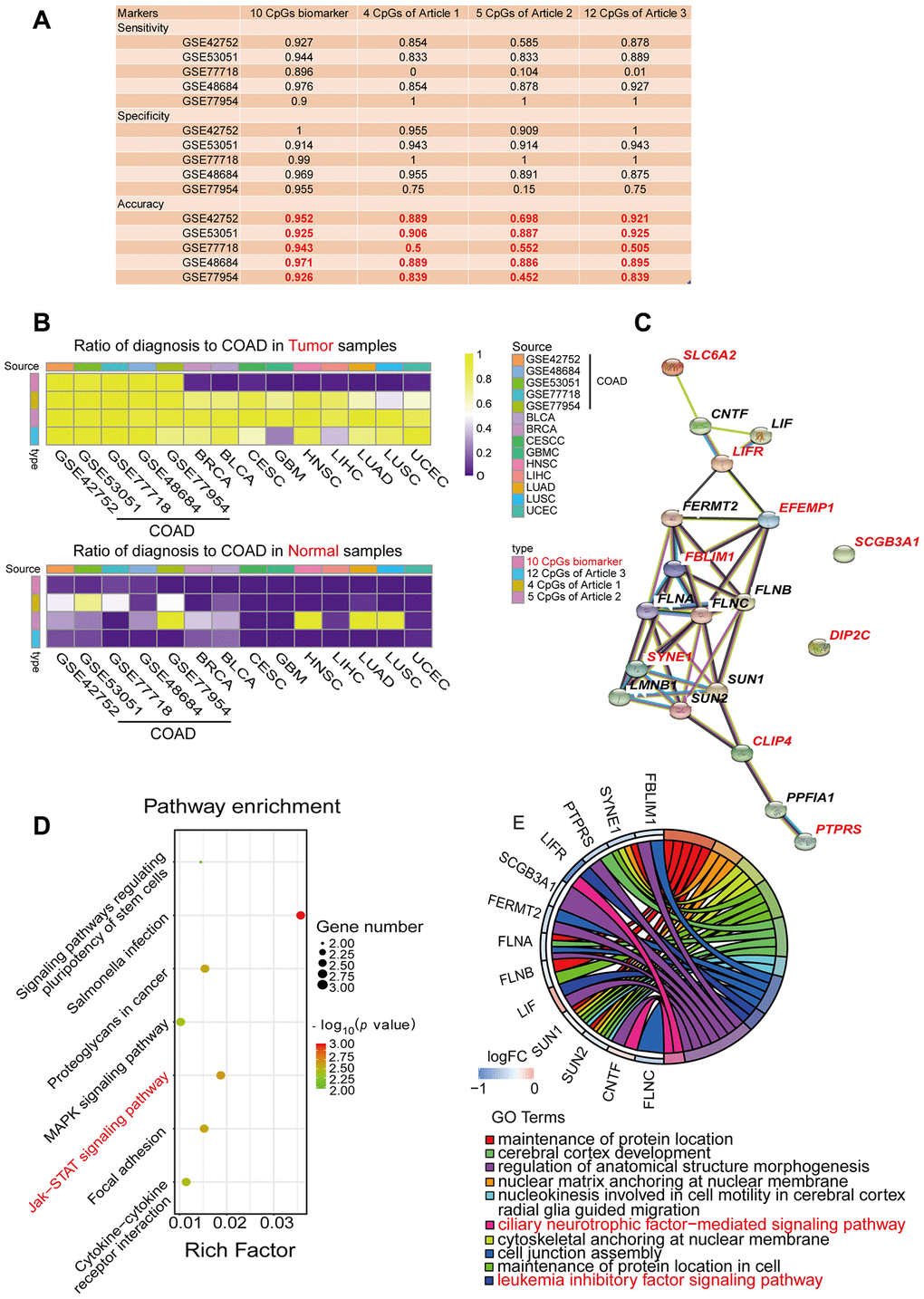 Performance comparison of diagnostic models and enrichment analysis of the corresponding genes. (A) Table displaying the classification performance of different methylation models for COAD and normal tissues in five independent GEO cohorts (GSE42752, GSE53051, GSE77718, GSE48684 and GSE77954). In addition, Azuara et al. [24] (Article 1) reported four CpG sites as diagnostic biomarkers for COAD, and the methylation values for each of them were available in the COAD cohort from TCGA; Beggs et al. [25] (Article 2) reported six CpG sites as diagnostic biomarkers for COAD, and the methylation values for five of them were available in the COAD cohort from TCGA; and Naumov et al. [26] (Article 3) reported 14 CpG sites as diagnostic biomarkers for COAD, and the methylation values for 12 of them were available in the COAD cohort from TCGA. (B) Heat map comparing our diagnostic model with the previous methylation models. Rows are labeled with the different sources of methylation data. The legend indicates that the range is 0-1. The color represents the percentage of the total samples predicted to be COAD. In the cohorts for the nine different cancer types, the ideal results should be 0. (C) Predicted protein interaction network of the genes corresponding to the COAD-specific diagnostic biomarkers. Version 11.0 of the STRING protein database was used. The different line colors represent different kinds of correlations between the proteins corresponding to the model (dark blue for coexistence, black for co-expression, pink for an experiment, light blue for a database, green for text mining, and purple for homology). The red genes are the corresponding genes of the diagnostic biomarkers. Note that CLIP4 is the corresponding gene for both cg08808128 and cg05038216. (D, E) KEGG (D) and GO (E) enrichment analysis results from the STRING protein database. All seven results are shown for the KEGG enrichment analysis, and the top 10 results are shown for the GO enrichment analysis, with p-values arranged from large to small. In the KEGG enrichment graph (D), the X-axis represents the Rich factor, indicating the degree of enrichment (Rich factor = observed gene counts/background gene counts), and the Y-axis represents the enriched KEGG terms. The color represents the -log10 (p-value), and the size of the dot represents the number of genes. In the GO enrichment graph (E), the GO term indicates the GO enrichment pathway.