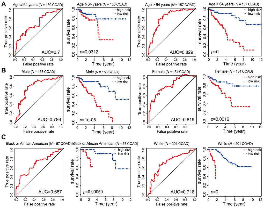 Kaplan-Meier and ROC analysis results based on age, gender and race. (A) Grouping of COAD patients according to their age at first diagnosis: ≤ 64 years (N = 130, 45.30%), > 64 years (N = 157, 54.70%). (B) Grouping of COAD patients according to gender: male (N = 153, 53.31%), female (N = 134, 46.69%). (C) Grouping of COAD patients according to race: black or African American (N = 57, 21.19%), white (N = 201, 74.72%).