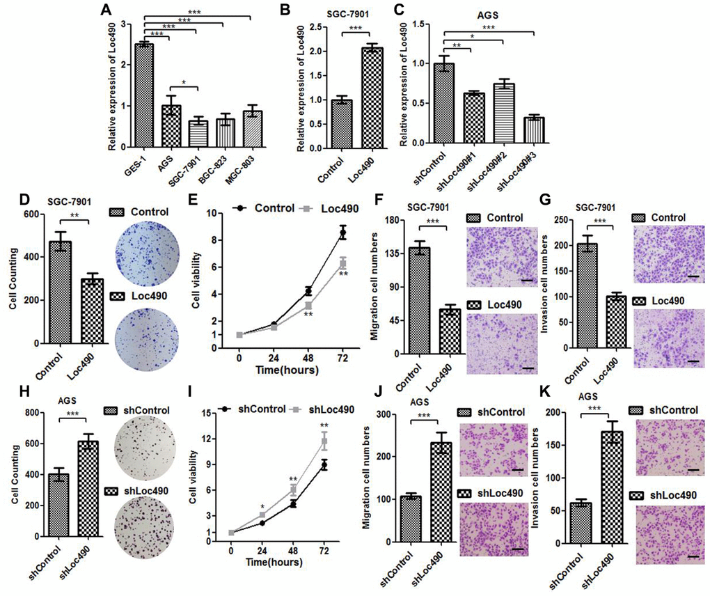 Low expression of Loc490 confers GC cell proliferative advantage. (A). Expression of Loc490 in a normal gastric epithelial cell line and GC cell lines; (B, C) Overexpression/knockdown of Loc490 in GC cell lines; (D, H) Clone formation results in Loc490-overexpressing/knockdown cell lines; (E, I) MTS assay results; (F, J) Invasion assay results and quantification; (G, K) Migration assay results and quantification. Scale bars: 100 μm. Data represent the mean and SD from three experiments. *p 