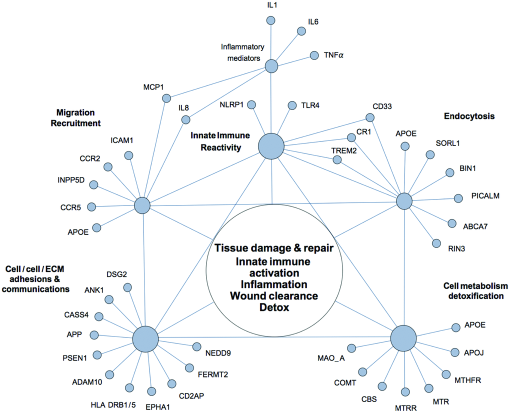 The network of genetic polymorphisms associated with Alzheimer’s disease. Most of the genetic polymorphisms associated with Alzheimer’s disease can be broadly assigned to a small number of overlapping functional groups and interconnected via such terms as tissue damage and repair, innate immune activation, inflammation, wound clearance, and detoxification, without specifying whether these processes occur in the CNS or on the periphery.