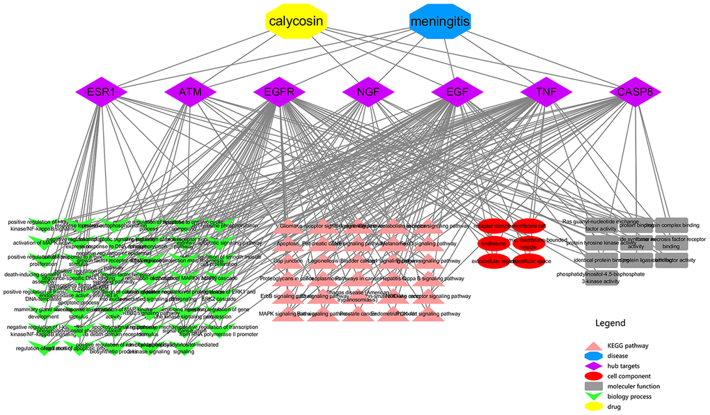 An integrated network from vital targets was plotted and revealed the intersection association of target-disease-function-pathway in calycosin-anti-meningitis.