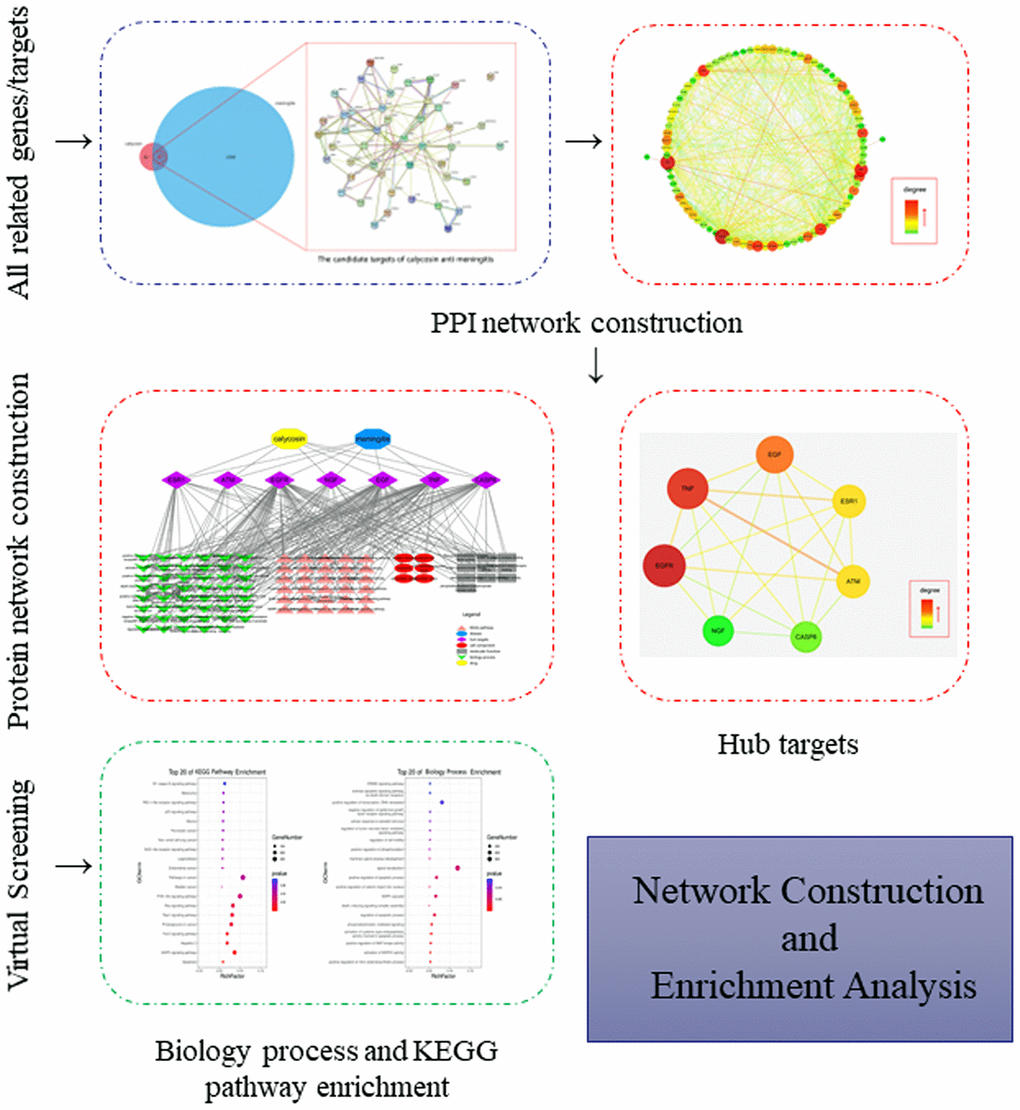 A flow-chart using a network pharmacology approach aimed to reveal and characterize the biological targets, functions and molecular pathways in calycosin-anti-meningitis.