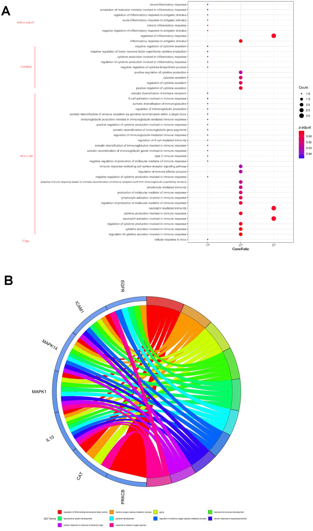 Gene ontology analysis of the seven core targets of vitamin A against SARS-CoV-2. (A) Bubble diagram showing the vitamin A-mediated biological process against SARS-CoV-2. (B) All core biotargets of vitamin A against SARS-CoV-2 were linked to the top 10 most enriched GO terms in Circro diagrams.