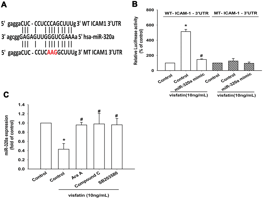 Visfatin suppresses miR-320a synthesis via the AMPK and p38 pathways. (A) Schematic 3′-UTR representation of human ICAM-1 containing the miR-320a binding site. (B) OASFs were transfected with the indicated luciferase plasmid with or without miR-320a mimic, then stimulated with visfatin. Relative luciferase activity was examined. (C) OASFs were pretreated with Ara A, compound C and SB203580 for 30 min, then incubated with visfatin for 24 h. The expression of miR-320a was examined by qPCR. * p#p