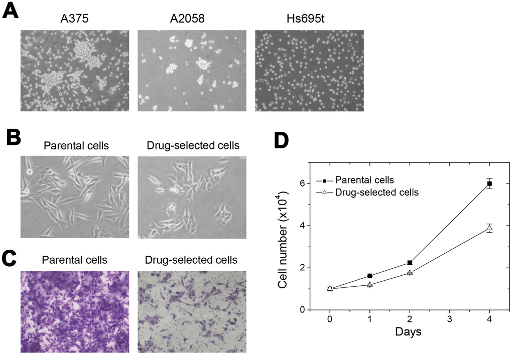 Selected drug-resistant cells from melanoma A2058 cells showed reduced cell invasiveness and cell proliferation. (A) appearance of cell aggregates or cell spheres under detachment-impaired suspension cultures of different melanoma cells. (B) Difference in the phenotypes of elongated parental and pyramid-shaped drug-selected cells. (C) Comparison of transwell cell migration ability between parental and drug-selected cells show low cell invasiveness in drug-selected cells. (D) cell proliferation was slower in drug-selected cells than in parental cells.