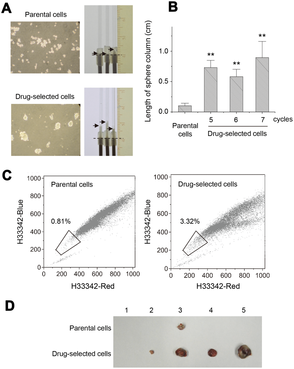 Drug-selected melanoma cells persisted the characteristics of melanoma-stem like cells. (A) cell sphere forming assay under suspension culture for 2 weeks. Cell spheres were formed by drug-selected cells, while parental cells formed mostly cell aggregates. Spherocrit assay showed longer sphere length in capillary tube by cell spheres from drug-selected cells. (B) Quantification of sphere lengths from drug-selected cells through different selection cycles. (C) Side population analysis of parental and drug-selected cells showed more percentage of side population cells as determined by low dual fluorescence of hoechst33342-red and hoechst33342-blue. (D) Animal experiments of subcutaneous tumor formation showed larger tumors derived from drug-selected cells.