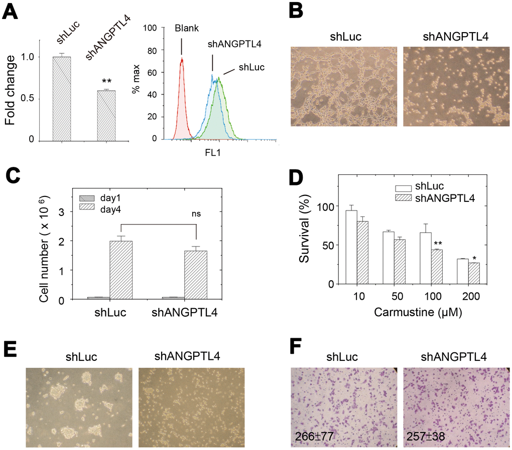 Effects of suppression of ANGPTL4 expression on cellular activities in drug-selected cells. (A) ANGPTL4 expression level was reduced by transfection of ANGPTL4-specific shRNA as examined by qPCR and flow cytometry. (n=3; data were mean ±SD; **, p B) in vitro tube forming ability of drug-selected cells was abolished by the suppression of ANGPTL4 expression. (C) cell proliferation assay showed no difference in cell number between parental and drug-selected cells. (n=3; data were mean ±SD; ns: not significant with p = 0.08). (D) upon suppression of ANGPTL4 expression in drug-selected cells, the sensitivity toward carmustine was increased as indicated by less survival. (n=6; data were mean ±SD; **, p p E) sphere forming ability was abolished by suppression of ANGPTL4 expression. (F) transwell assay showed no difference in migrated cells between parental and drug-selected cells. (n=6; data were mean ±SD).