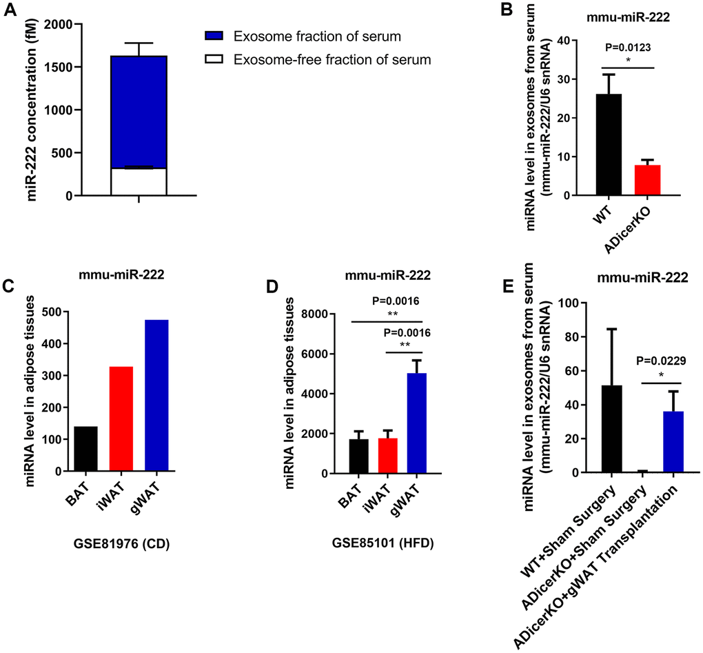 Gonadal white adipose tissue is a major source of serum exosomal miR-222. (A) QRT-PCR analysis shows the miR-222 levels in the exosome (n=5; blue portion of the bar) and exosome-free (n=5; white portion of the bar) fractions of the wild-type mouse serum. (B) The data from the GitHub database shows the miR-222 levels in the serum exosomes from the wild-type (black bar) and ADicerKO (adipose-tissue-specific knockout of Dicer; red bar) mice (n=4/group). (C) The GSE81976 dataset analysis shows the miR-222 levels in the brown adipose tissue (BAT; black bar; n=1), inguinal white adipose tissue (iWAT; red bar; n=1) and the gonadal white adipose tissue (gWAT; blue bar; n=1) of chow-fed mice. (D) The GSE85101 dataset analysis shows the miR-222 levels in the brown adipose tissue (black bar; n=3), inguinal white adipose tissue (red bar; n=3) and gonadal white adipose tissue (blue bar; n=3) from the HFD-fed mice. (E) The GitHub database analysis shows the levels of miR-222 in the serum exosomes from wild-type mice after sham surgery (n=3), ADicerKO mice after sham surgery (n=4), and ADicerKO mice after transplantation with wild-type-derived gonadal WAT (n=4). Note: The data are presented as the means ± SE; * P P P 