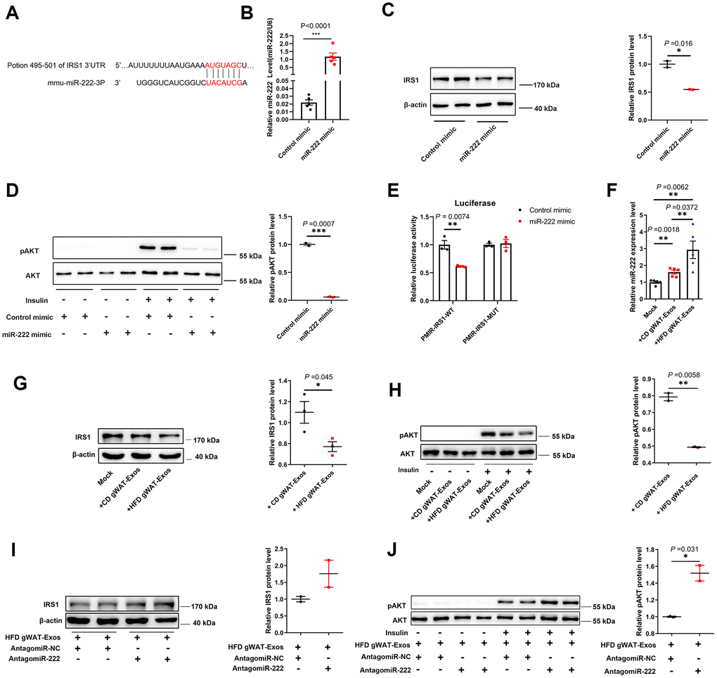 Exosomal miR-222 secreted by gWAT inhibits the sensitivity of the insulin signal pathway by repressing IRS1. (A) Representative diagram shows the results of TargetScan (http://www.targetscan.org/vert