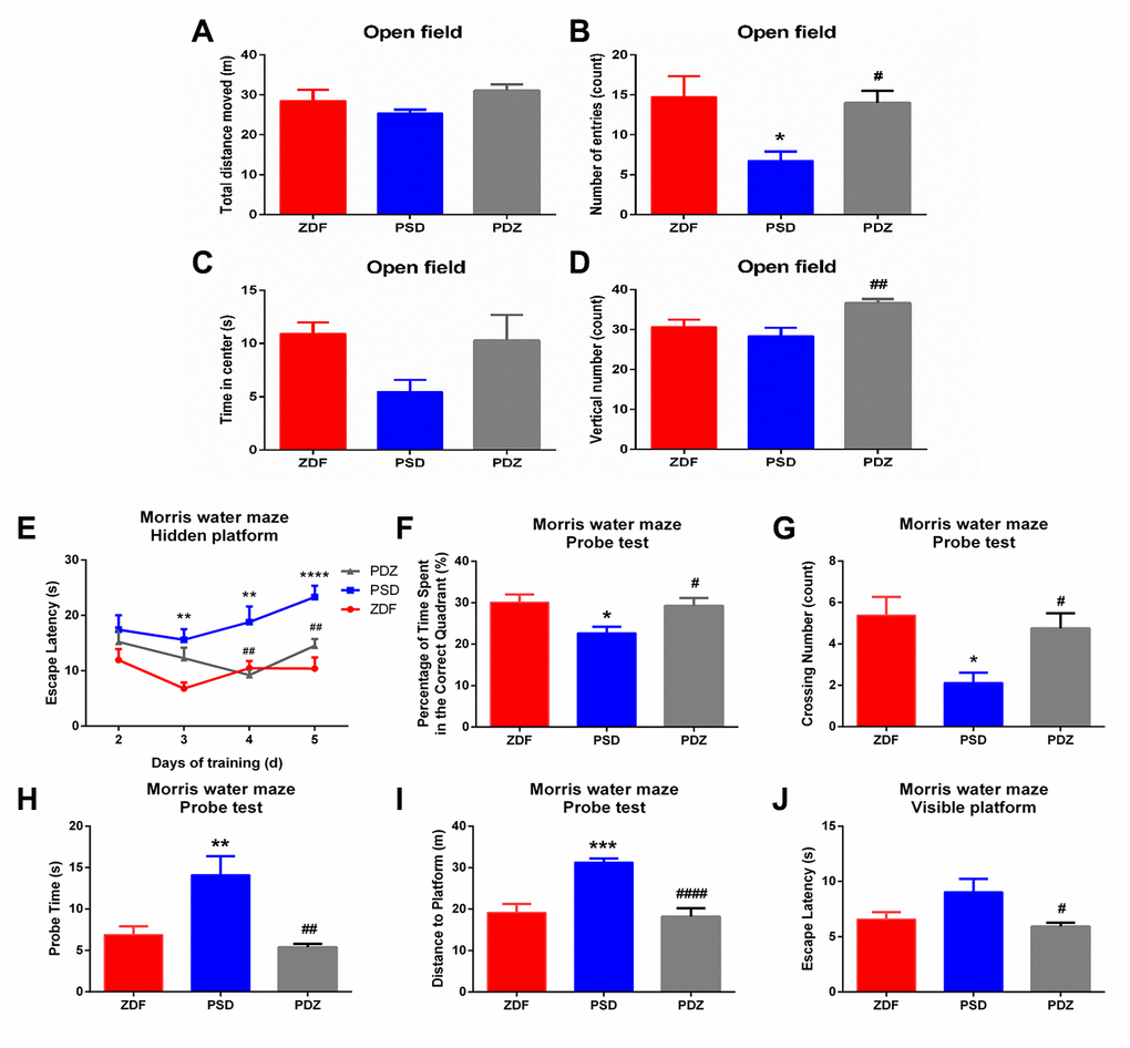 Effects of ZBPYR on behavioral performance of treatment in PSD rats. The OFT was performed during day 1 and the MWM was performed during days 2-7 of the last seven days. Spontaneous locomotor activities were recorded in the OFT, including total distance moved (A), number of center zone entries (B), time spent in the center (C), and vertical number (D). (E) Escape latencies were analyzed in the training trials of the MWM. Performance in the probe test was analyzed, including the percentage of time spent in the target quadrant (F), crossing number of the original platform location (G), probe time searching for the original platform location (H), and the distance traveled to the original platform location (I). (J) Escape latency in the visible platform version of the MWM was analyzed. *p **p ***p ****p #p ##p ####p 