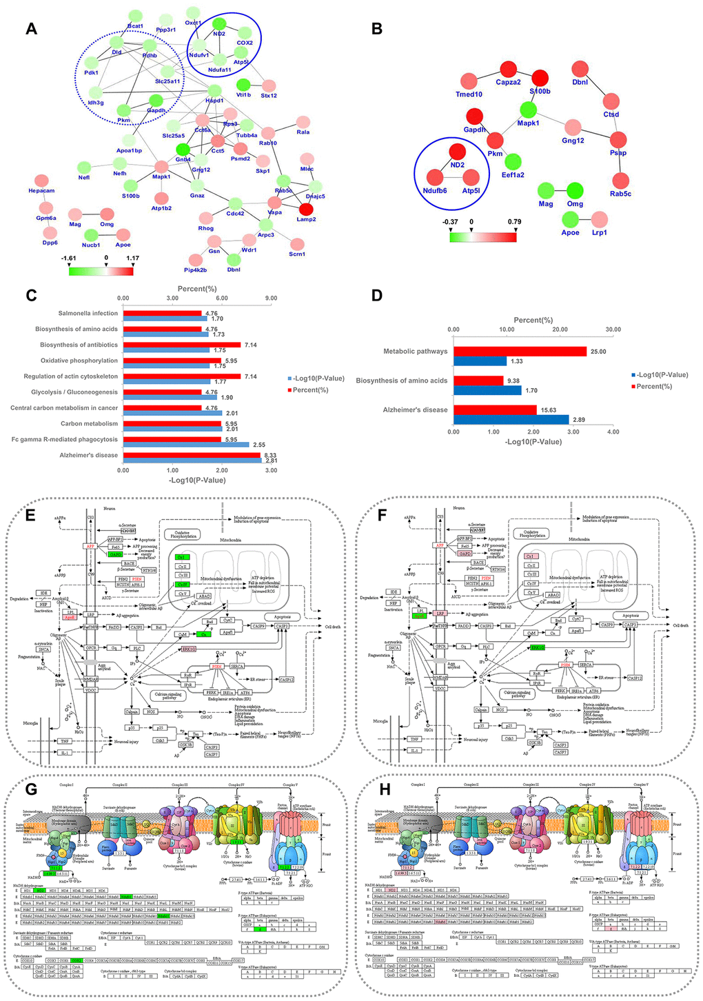 PPI network and KEGG pathway analysis for the differentially expressed MAM proteins in PSD and PDZ rats. Intricate PPI networks among the differential proteins in the PSD:ZDF (A) and PDZ:PSD (B) groups. Balls represent proteins, some of which are increased (red balls), others decreased (green balls). KEGG pathway enrichment analysis for differential proteins in the PSD:ZDF (C) and PDZ:PSD (D) rats. Alzheimer's disease pathway map in PSD:ZDF (E) and PDZ:PSD (F) rats, respectively. Oxidative phosphorylation pathway map in PSD:ZDF (G) and PDZ:PSD (H) rats, respectively. The upregulated and downregulated proteins are labeled in pink and green, respectively.