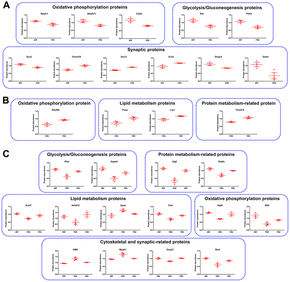 Representative MAM proteins that were differentially expressed in PSD and PDZ rats. (A) Proteins that were abnormally expressed in PSD rats. (B) Proteins that were differentially expressed in PDZ rats. (C) MAM proteins that were differentially expressed in both PSD and PDZ rats (mean ± SEM, n=3 per group).