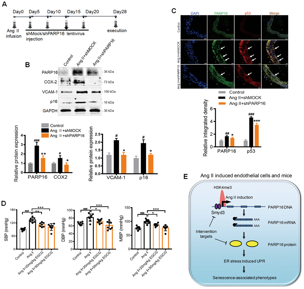 Knocking down or inhibition of PARP16 prevents vascular aging in Ang II-infusion mice. (A–D) PARP16 knockdown prevented vascular aging in Ang II-infusion mice. Mice received injection of either 150 μl lentivirus sh PARP16 (shPARP16) or scramble (shMOCK) every 5 days after the Ang II-infusion with mini-osmotic pumps (A); PARP16, p16, COX-2, and VCAM-1 proteins level were assayed by Western blot in arteries from mouse without Ang II infusion (control), Ang II-infused mouse transfected by control vector (Ang II + shMOCK) and Ang II-infused mouse transfected by shRNA of PARP16 (Ang II + shPARP16). GAPDH serves as internal control. (B); Immunofluorescence double staining of PARP16 and p53 in aortic great vessels of control, Ang II + shMOCK and Ang II + shPARP16 mice, the arrowheads indicate the positive endothelial cells staining in the whole blood vessel (C); All data were shown as mean ± S.D; #p ##p ###p vs. control; *p **p ***p vs. Ang II + shMOCK; n=6/group. (D) EGCG attenuated blood pressure in Ang II-infusion mice. The blood pressure was assayed by the standard tail-cuff methods in mouse without Ang II infusion (control), Ang II-infused mouse, and Ang II-infused mouse with EGCG treatment. ###p vs. control; *p **p ***p vs. Ang II-infused mouse; n=7-8/group. (E) Working model for Smyd3-PARP16 axis accelerates unfolded protein response and vascular senescence. Younger cell has lower level of PARP16 protein and ER stress marks. In senescent cells including Ang II-induced cell, Ang II-infused mice, replicative senescence, PARP16 protein level was increased, leading to unfolded protein response and vascular senescence-associated phenotypes. PARP16 is upregulated at least partly through increased histone methyltransferase Smyd3 in senescence cells, leading to higher H3K4me3 mark at the promoter of Parp16 gene and generating more PARP16 expression.