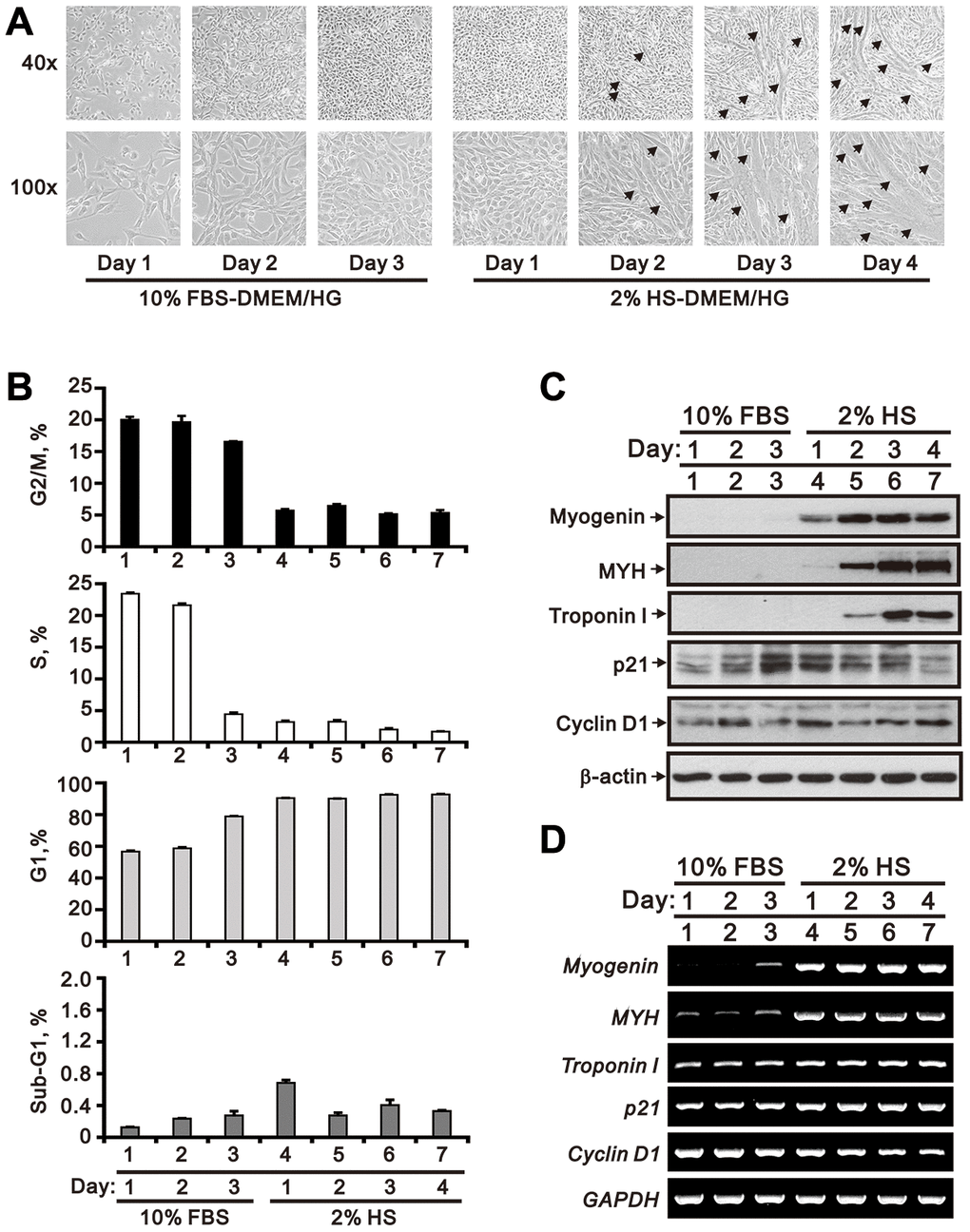 Morphological characteristics of proliferating and differentiating C2C12 cells in vitro. Mouse C2C12 myoblasts were cultured for 3 days in growth medium (DMEM/HG plus10% FBS), followed by 4-day incubation in differentiation medium (DMEM/HG plus 2% HS). (A) Morphological changes in C2C12 cells during the time course of proliferation and differentiation. Representative micrographs were obtained using a light microscope at 40x (upper row) or 100x (lower row) magnification. The arrows indicate mature, multinucleated myotubes. (B) Cell cycle phase distributions during the course of C2C12 growth and myogenesis. (C) Whole-cell lysate immunoblots from cultured C2C12 cells assessing the expression of myogenic differentiation markers (myogenin, MYH, and troponin I) and cell cycle regulators (p21 and cyclin D1). β-actin was used as loading control. (D) RT-PCR analysis of myogenin, MYH, troponin I, p21 and cyclin D1 mRNA in cultured C2C12 cells. GAPDH was used as loading control. Data are presented as means ± SEM.