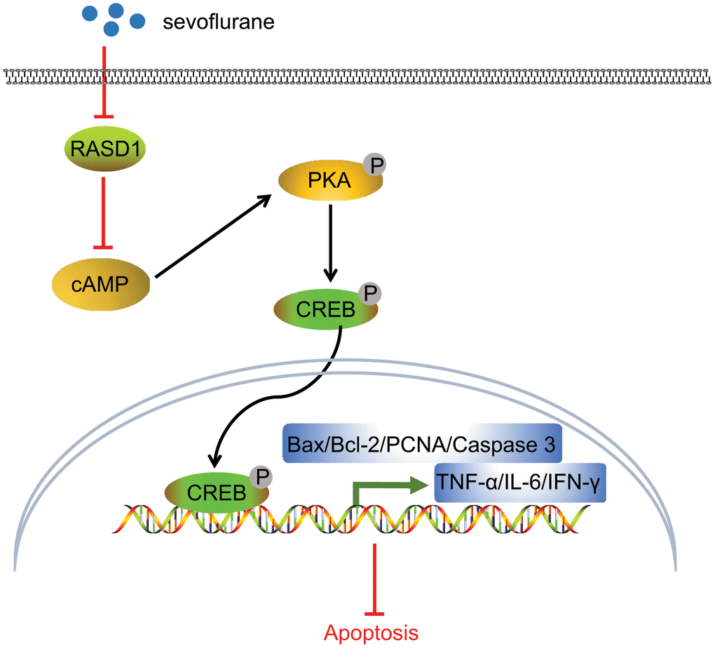 Molecular mechanism underling that Sevoflurane treatment alleviates I/R injury in mice after TKA. In the process of I/R injury in mice after TKA, Sevoflurane treatment could potentially inhibit RASD1 expression to activate PKA pathway, consequently increasing the expression patterns of PCNA and Bcl-2 and decreasing the expression patterns of Bax, cleaved caspase-3, IFN-γ, IL-6 and TNF-α, after which the cell proliferation was promoted and cell apoptosis was impeded, finally resulting in relieved I/R injury in mice after TKA.