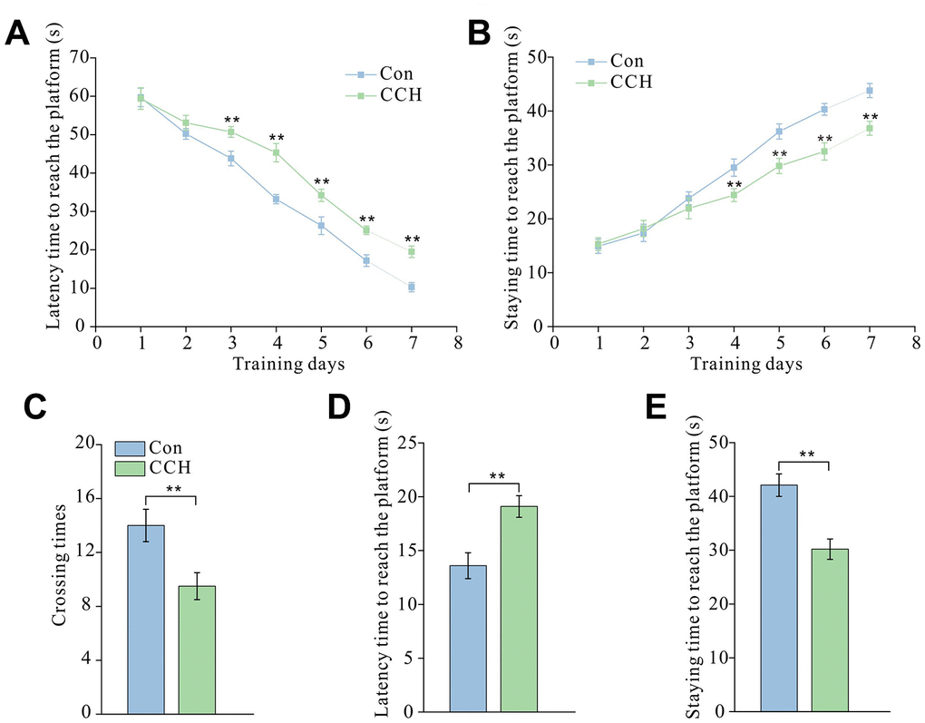 Chronic cerebral hypoperfusion induced spatial learning and memory impairment in the Morris water maze test. After a 30-day cerebral hypoperfusion, the rats were trained to learn and remember the location of the platform in the Morris water maze. The latency time to find the platform (A) and the staying time in the platform area (B) from the first to the seventh day were recorded to evaluate the learning ability of rats. After 1-day rest, the rats were re-tested and the number of times the platform area was crossed (C), the latency time to find the platform (D), and the time staying in the platform quadrant (E) were recorded to evaluate short-term memory. Con: sham group (n=15); CCH: the group with bilateral common carotid artery ligation (n=20). Data are expressed as mean ± SEM. ** P