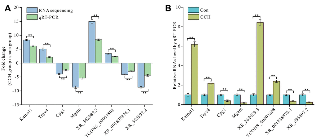 Validation of mRNA and lncRNA expression level by qRT-PCR. Two upregulated and two downregulated mRNAs and lncRNA expressions were determined by RNA seguencing and qRT-PCR (A) and the detailed validation by qRT-PCR was showed (B). The There are three parallel samples to be assayed (n=3). **, P