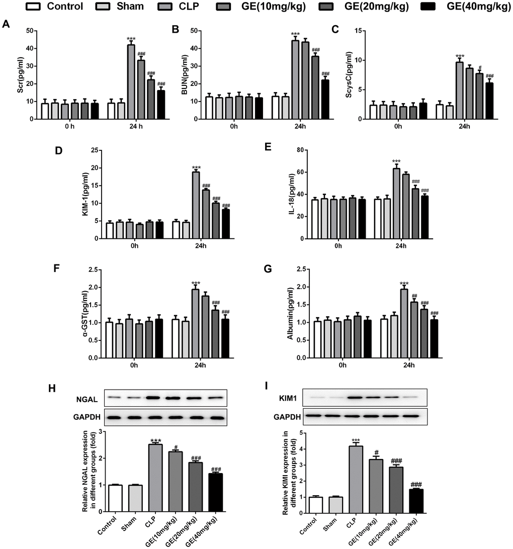 Effect of GE on sepsis-induced kidney dysfunction. Levels of serum creatinine (Scr) (A), blood urea nitrogen (BUN) (B) and serum cystain C (ScysC) (C) in serum and α glutathione S transferase (α-GST) (F) and albumin (G) in urine were measured by an automatic biochemical analyzer. The levels of kidney injury molecule-1 (KIM1) (D) and IL-18 (E) were determined using their corresponding ELISA kits. The mRNA level and protein expression of NGAL were measured using qRT-PCR and western blot, respectively (H, I). ***p