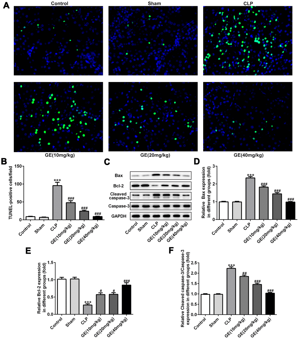 Effect of GE on sepsis-induced kidney tissue apoptosis. The apoptosis of cells in kidney was detected using TUNEL assay (A). The TUNEL-positive cells were quantified (B). The expression levels of apoptosis-related proteins such as Bcl-2, Bax, cleaved caspase 3 and caspase 3 were measured with western blot (C–F). ***p