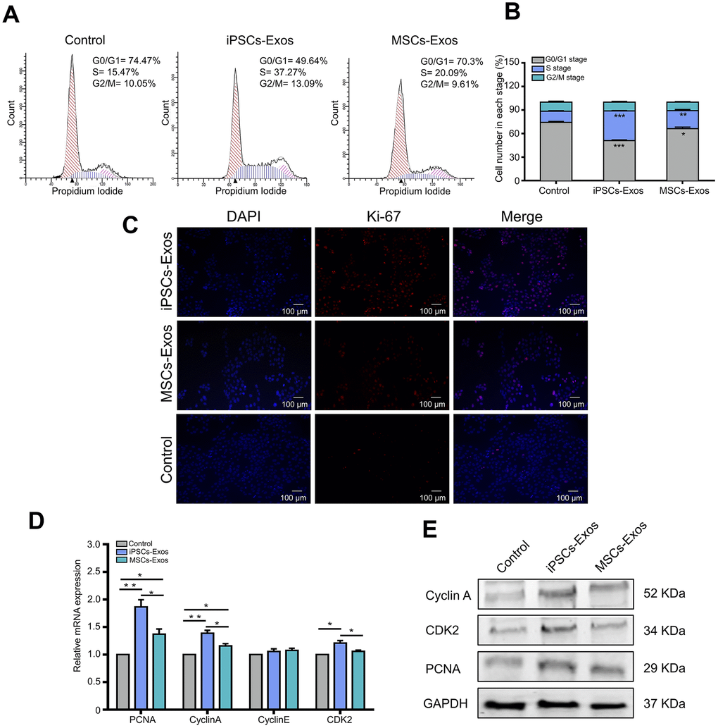 Effects of iPSCs/MSCs-Exos on the cell cycle. (A)HCECs were treated with iPSCs/MSCs-Exos. Then, after 24 h, the distribution of cell cycle was determined by flow cytometry. (B) The cell number in each stage was quantified and is shown in the bar graphs. iPSCs-Exos significantly increased the number of HCECs in the S phase, which was accompanied by a significant decrease in the number of cells in the G0/G1 phase. (C) After HCECs were stimulated with iPSCs/MSCs-Exos for 48 h, immunofluorescent staining was performed with anti-Ki-67 antibody. The nuclei were stained by DAPI. (D) Quantitative RT-PCR analysis of HCECs showed that PCNA, cyclin A and CDK2 mRNA were upregulated in iPSCs-Exos group compared with MSCs-Exos group and the control. (E) Protein levels of PCNA, cyclin A and CDK2 were measured by western-blot after treatment with iPSCs/MSCs-Exos for 24 h. The data shown here are the mean ± SEM from three independent experiments. * P