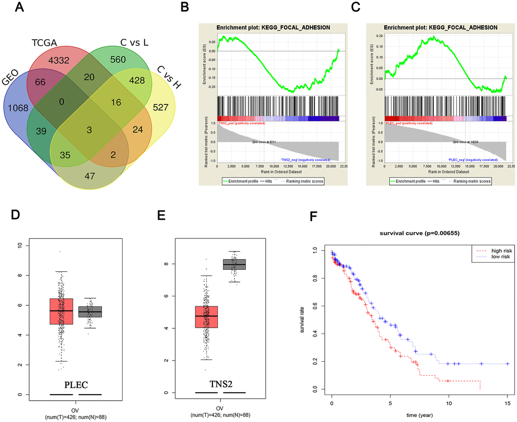 Fishing and characterization of key targets. (A) Venn diagram of the DEMs from four data arrays. A total of 3 significantly overlapping mRNAs were finally obtained; Identification of the enriched gene sets with GSEA analysis focused on a single gene as a phenotype in the merged microarray. Over-representation of negative TNS2 (B) and positive PLEC (C) were associated with focal adhesion pathway; PLEC (D) expression was upregulated in breast tumors compared with that in normal mammary tissues, while the TNS2 (E) expression was on the contrary. Red and black colors respectively represent tumor and normal samples. The total sample was 514, of which the number of tumor samples and normal samples were 426 and 88, respectively; (F) The differences of TNS2 and PLEC cor-survival trend between the high-risk and low-risk groups were determined by the log-rank test.