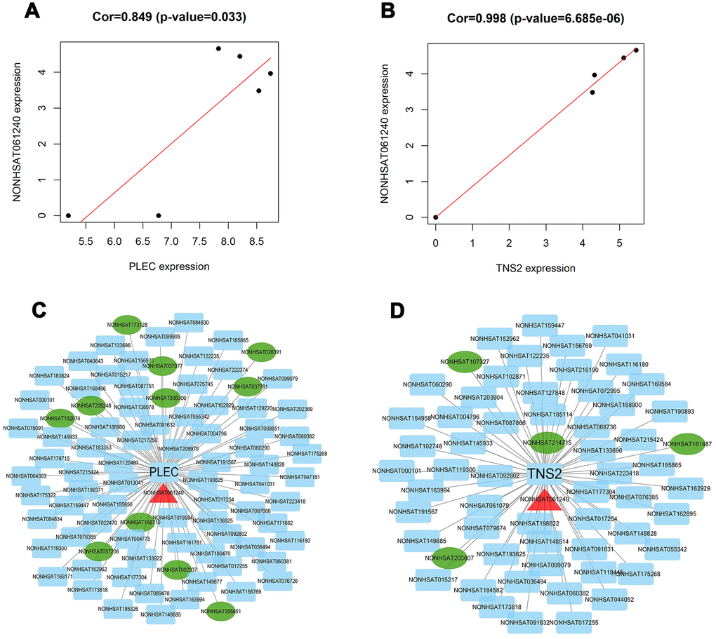 Identification of key lncRNAs associated with TNS2 and PLEC. (A, B) co-expression analysis was performed by using the Pearson correlation in R package. lncRNA NONHSAT061240 was found to be significantly associated with PLEC (score: 0.849) and TNS2 (score: 0.998); (C, D) Visualization network of two lncRNA-mRNA interaction pairs prediction mode. Except for TNS2 and PLEC at the center, the blue rectangle represents the associated LncRNAs obtained by the co-expression model, the green ellipse represents the associated LncRNAs obtained by the trans-cis model, and the red triangle represents the shared LncRNA.