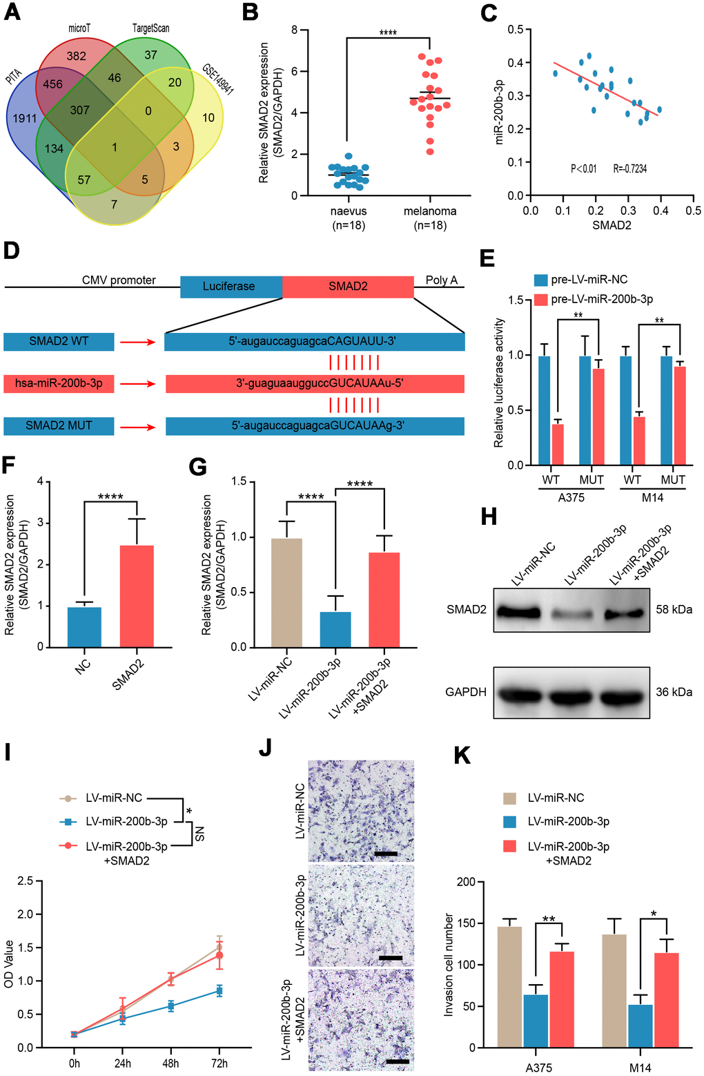 SMAD2 was verified as a functional target of miR-200b-3p. (A) Venn diagram of intersection of miRNA-200b-3p target genes predicted by bioinformatics analysis. (B) RT-qPCR was used to test expression of SMAD2 in benign nevus (n=18) and malignant melanoma tissues (n=18). (C) Spearman’s correlation analysis showed the correlation of miR-200b-3p and SMAD2 in malignant melanoma tissues (n=18). (D) Schematic view of putative miRNA-200b-3p targeting site in the Wt and Mut 3’-untranslated region (UTR) of SMAD2. (E) Luciferase reporter assay in A375 and M14 cells transfected with luciferase report plasmids containing SMAD2 3’- UTR (WT or MUT), and control miRNA or LV-miRNA-200b-3p. (F) RT-qPCR was used to test the efficiency of SMAD2 overexpression plasmid. (G–H) RT-qPCR and western blot were used to evaluate the mRNA and protein levels of SMAD2, after LV-miR-200b-3p and/or SMAD2 up-regulated lentivirus respectively. (I) CCK-8 assays were conducted to identify cell proliferation after cells were transfected LV-miR-NC, LV-miR-200b-3p, or LV-miR-200b-3p+SMAD2. (J–K) Cell invasion was detected after cells were transfected with LV-miR-NC, LV-miR-200b-3p, or LV-miR-200b-3p+SMAD2 or control at 24h. Scale bars: 100 μm.