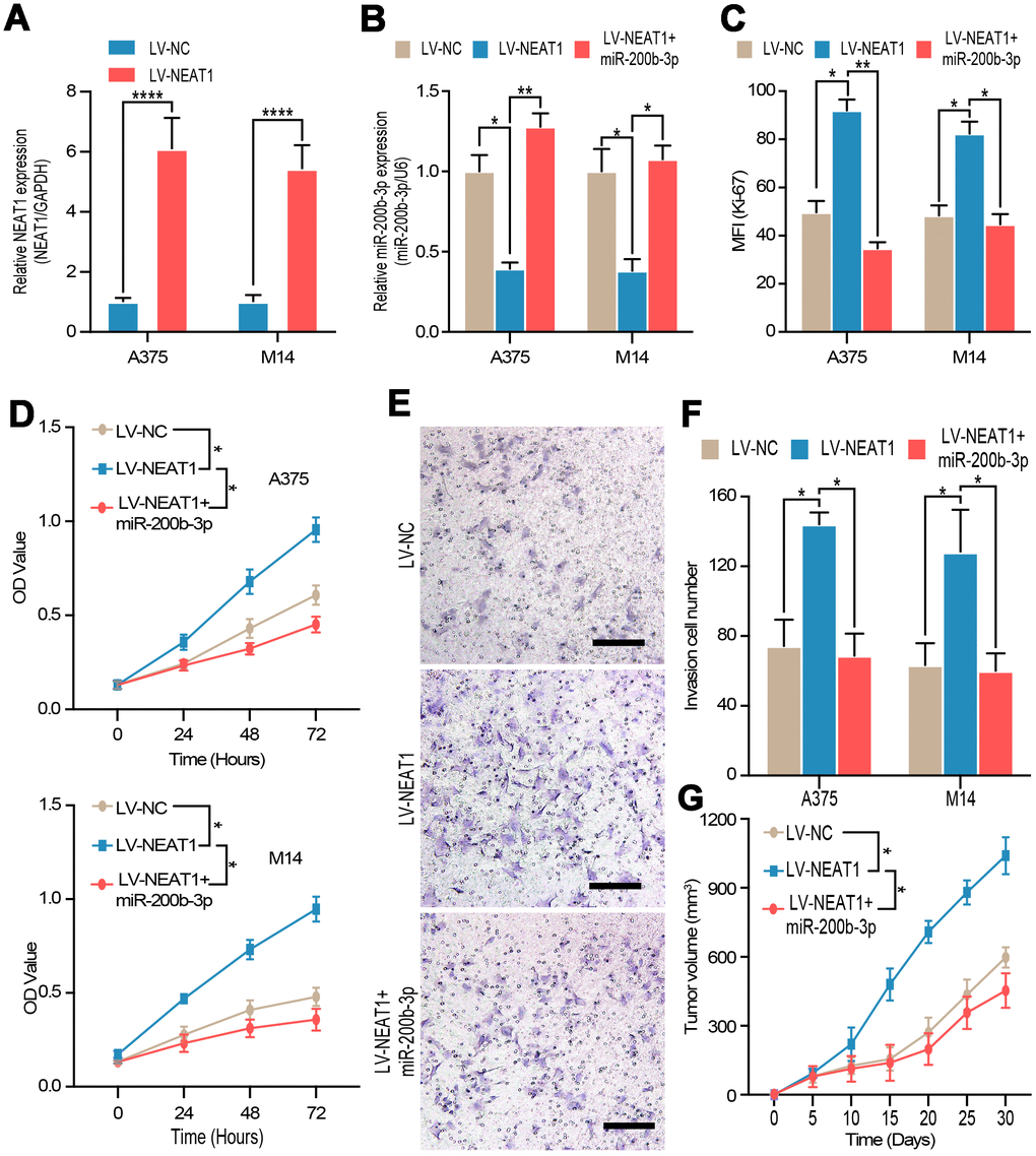 NEAT1 regulated tumor proliferation and invasion through miR-200b-3p. (A) RT-qPCR was used to test the efficiency of NEAT1 overexpression. (B) RT-qPCR was used to detect the expression of miR-200b-3p after cells were transfected with LV-NEAT1 and/or miR-200b-3p mimic. (C–D) Cell proliferation was measured by flow cytometry and CCK8 after cells were transfected with LV-NEAT1, LV-NEAT1+miR-200b-3p mimic or control (the OD value was measured at 0h, 24h, 48h and 72h). (E–F) Cell invasion was detected after cells were transfected with LV-NEAT1, LV-NEAT1+ miR-200b-3p mimic or control at 12h. (G) Tumor volume was calculated after injection of A375 cells transfected with LV-NEAT1, LV-NEAT1+ miR-200b-3p mimic or control (n=8).