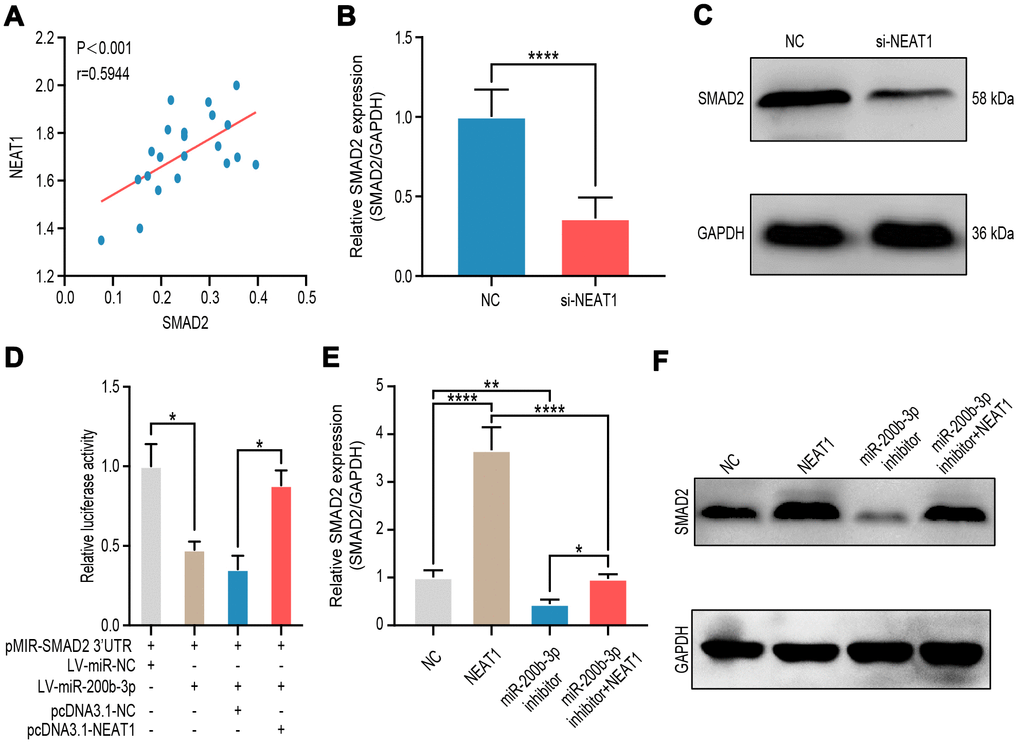 NEAT1 up-regulated SMAD2 expression through sponging miR-200b-3p. (A) Spearman’s correlation analysis showed the correlation of NEAT1 and SMAD2 in malignant melanoma tissues (n=18) (R=0.5944, P B–C) RT-qPCR and western blot were performed to assess mRNA and protein expression of SMAD2 after A375 cells were transfected si-NEAT1 plasmid or NC plasmid treated for 24 hours. (D) Luciferase reporter assay in HEK-293T cells transfected with luciferase report plasmids containing SMAD2 3’-UTR (pMIR-SMAD2 3’-UTR) and then were co-transfected with LV-miR-200b-3p or pCDNA3.1-NEAT1. miR-NC and pcDNA3.1-NC were used as control. (E–F) RT-qPCR and western blot were performed to assess mRNA and protein expression of SMAD2 after A375 cells were transfected with LV-NEAT1 and/or miR-200b-3p inhibitor or control.