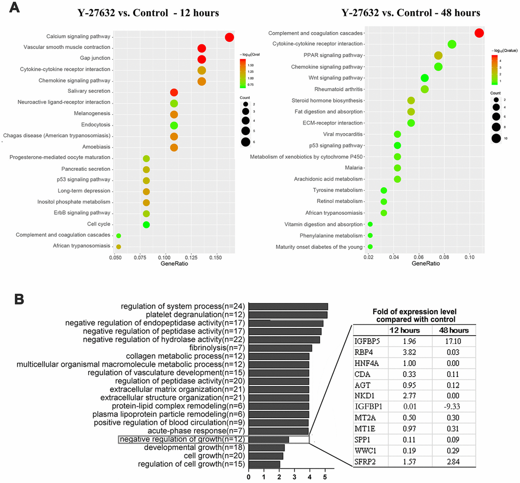 Identification of IGFBP-5 as a potential factor in the decreased growth of HDFs treated with Y-27632. (A, B) HDFs were cultured in growth medium in the presence of 10 μM Y-27632 or PBS (as a control) for 12 and 48 h, then were collected for the isolation of total RNAs for RNA-seq. KEGG pathway enrichment analysis of DEGs, and the top 20 pathways are shown for each time point (left panel for 12 h, right panel for 48 h) in (A). The size of each dot represents the degree of enrichment and the color indicates the degree of statistical significance. A Biological Process map of GO enrichment analysis is shown in (B). Genes related with ‘negative regulation growth’ from Gene Ontology (GO) enrichment analysis are listed in the table expanded on the right.