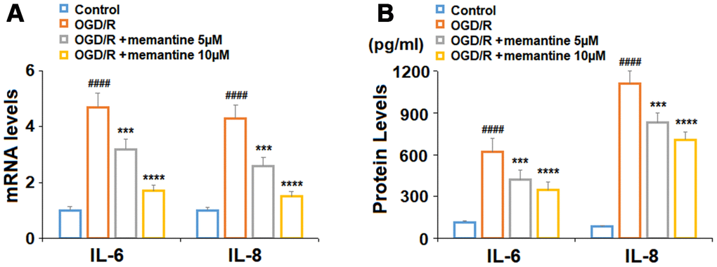 Memantine suppressed oxygen-glucose deprivation/reperfusion-induced expression and secretions of proinflammatory cytokines in human umbilical vein endothelial cells (HUVECs). Cells were treated with memantine (5, 10 μM) for 6 h, followed by exposure to oxygen-glucose deprivation (6 h)/reperfusion (24 h) (OGD/R). (A) mRNA levels of IL-6 and IL-8; (B). Secretions of IL-6 and IL-8 (####, P